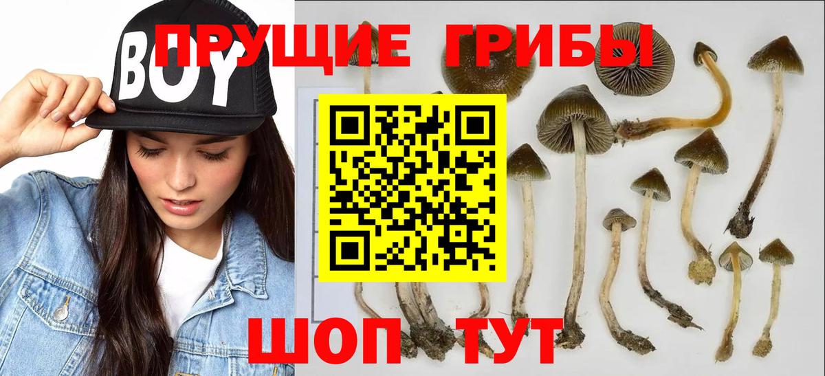 Северобайкальск  Псилоцибиновые грибы прущие грибы  Вход с VPN 